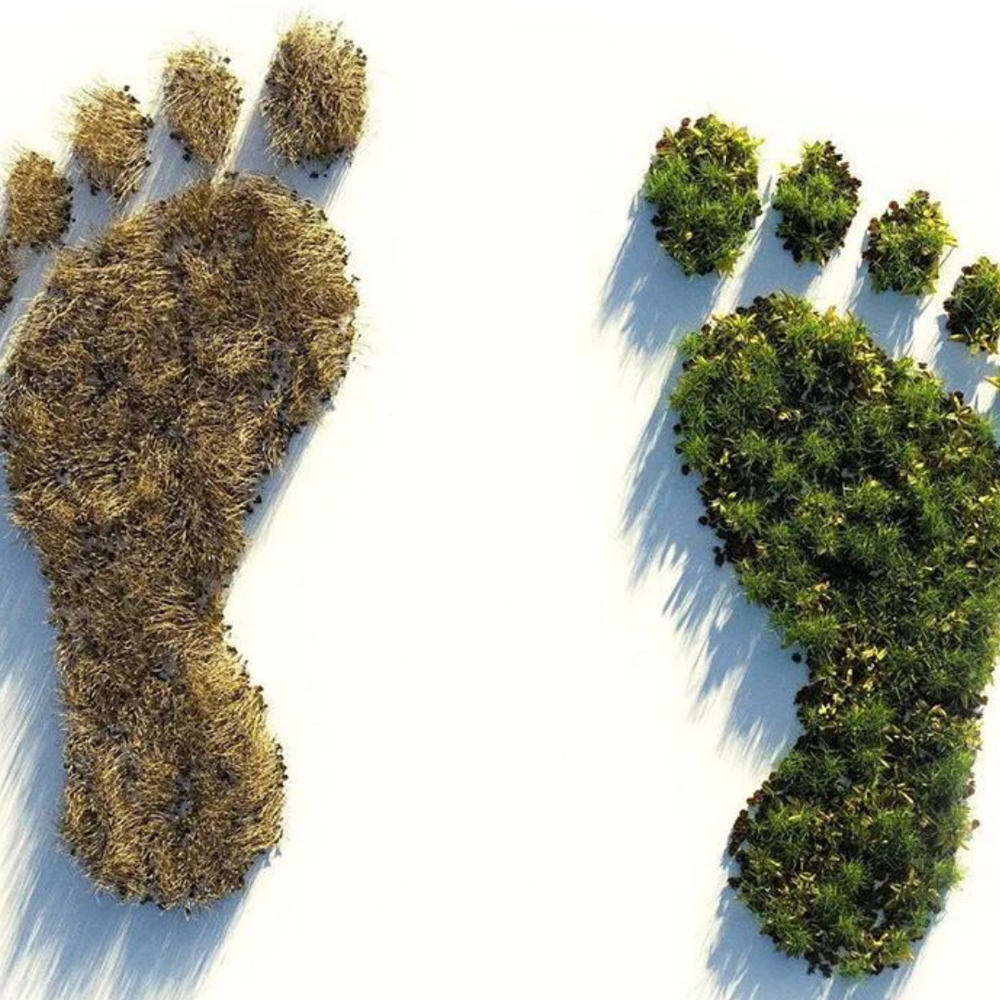 Carbon Footprint